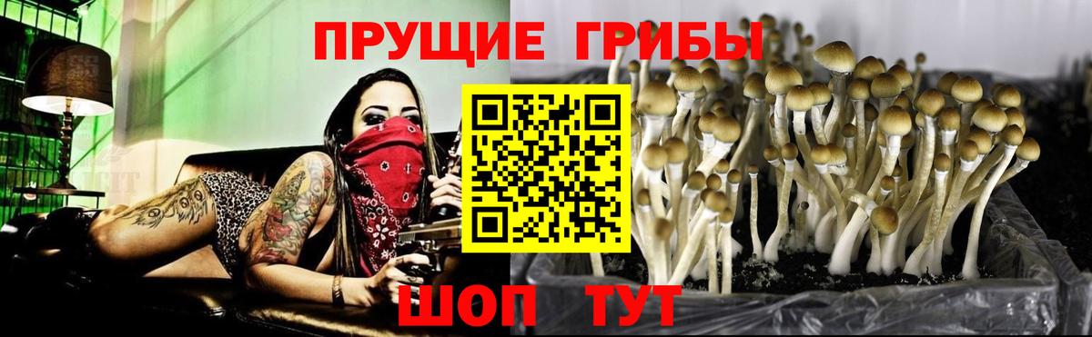 Псилоцибиновые грибы Psilocybine cubensis  Вход с VPN  Новоуральск 